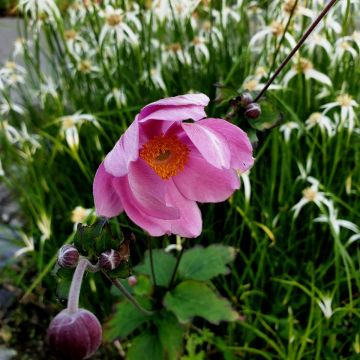 Herbstanemone (Anemone tomentosa) Serenade