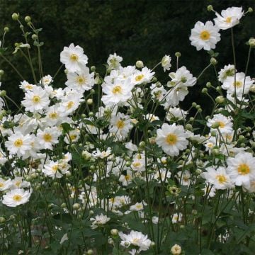 Herbst-Anemone (Anemone japonica) Wirbelwind