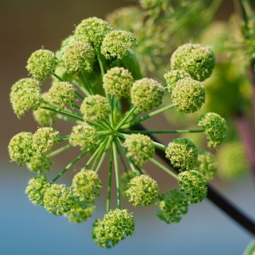 Echter Engelwurz (Angelica archangelica) Angelika