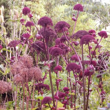 Großer Engelwurz (Angelica gigas) 