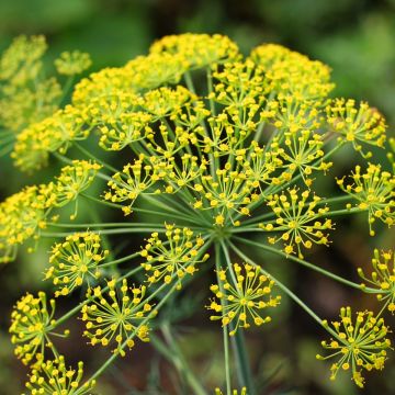 Gewöhnlicher Dill (Anthemum graveolens) 