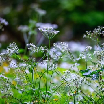 Wiesen-Kerbel (Anthriscus sylvestris)