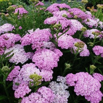 Schafgarbe (Achillea millefolium) Appleblossom