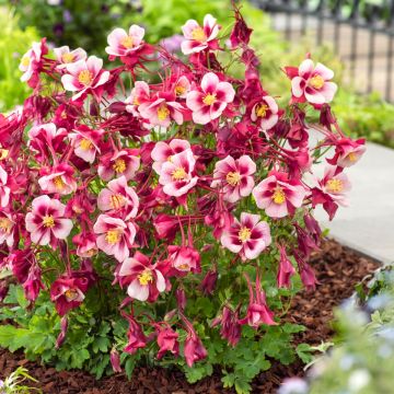 Akelei (Aquilegia caerulea) EARLYBIRD Red White
