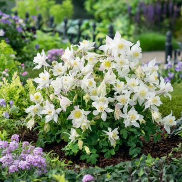 Akelei (Aquilegia caerulea) EARLYBIRD White