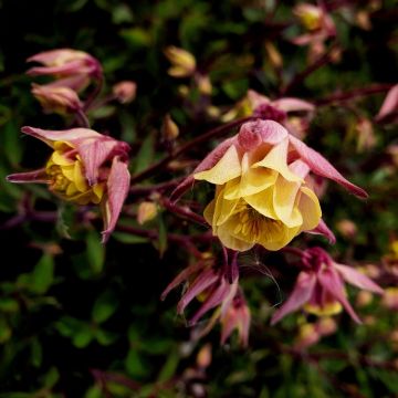 Akelei (Aquilegia vulgaris) WINKY Double Rose & White