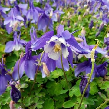 Akelei (Aquilegia x caerulea) SPRING MAGIC Blue White