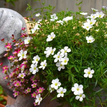 Sandkraut (Arenaria montana) Ronda White