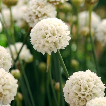 Strand-Grasnelke (Armeria pseudarmeria) BALLERINA White