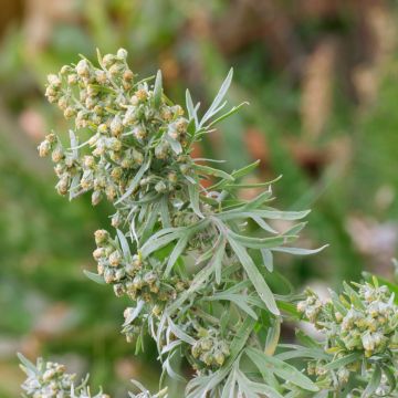 Echter Wermut (Artemisia absinthium) Absinth