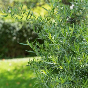 Französischer Estragon (Artemisia dracunculus) French Dragon