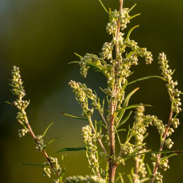 Beifuß (Artemisia vulgaris) 