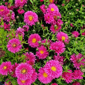 Kissenaster (Aster) Granat