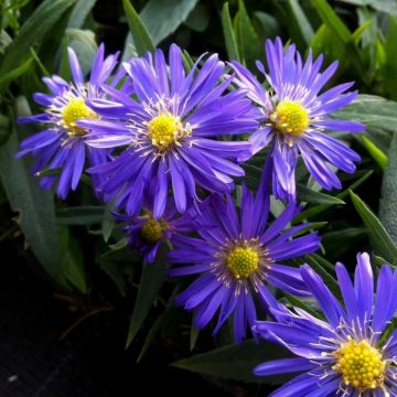 Kissenaster (Aster dumosus) Mittelmeer