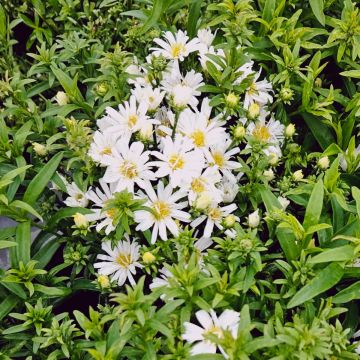 Kissenaster (Aster) Albit