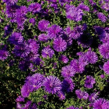 Herbstaster (Aster novae-angliae) Grape Crush