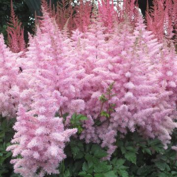 Prachtspiere (Astilbe) Short 'n' Ice Cream