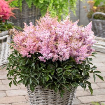 Zwerg-Prachtspiere (Astilbe) Short 'n' Sweet Sugarberry