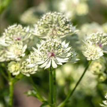 Große Sterndolde (Astrantia) Astra White