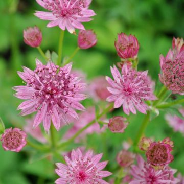 Große Sterndolde (Astrantia major) Roma