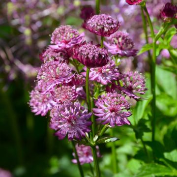 Große Sterndolde (Astrantia major) Star of Beauty