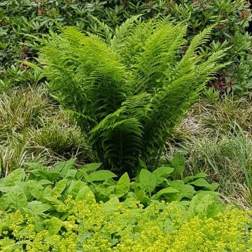 Wald-Frauenfarn (Athyrium filix-femina) Rotstiel