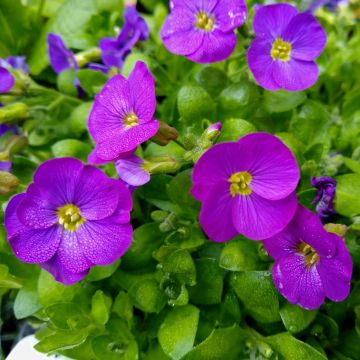 Blaukissen (Aubrieta gracilis) KITTE Blue