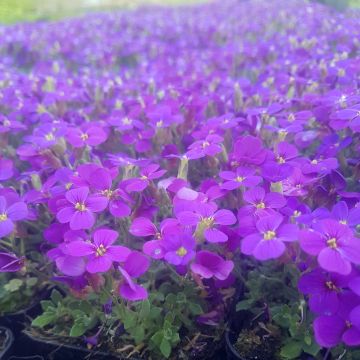 Blaukissen (Aubrieta) Hamburger Stadtpark