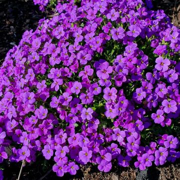 Blaukissen (Aubrieta) Hamburger Stadtpark