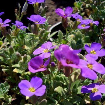 Blaukissen (Aubrieta x. cultorum ) Blaumeise