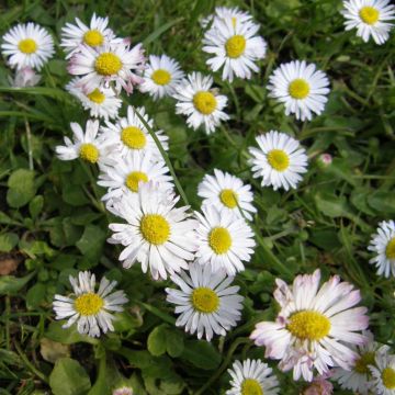 Gänseblümchen (Bellis perennis) 