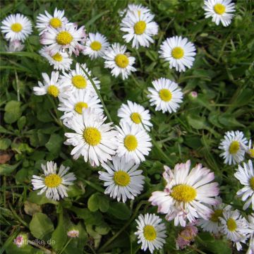 Gänseblümchen (Bellis perennis) 