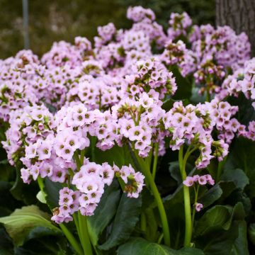 Bergenie (Bergenia) Fairytale Romance