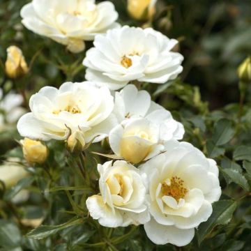 Bienenweide (Züchterrose) Ivory