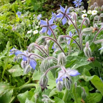 Borretsch (Borago officinalis)