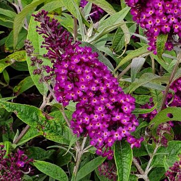 Zwerg-Schmetterlingsflieder (Buddleja davidii) Magenta Munchkin