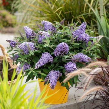 Zwerg-Schmetterlingsflieder (Buddleja davidii) BUTTERFLY CANDY Little Sweetheart
