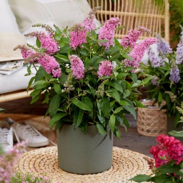 Zwerg-Schmetterlingsflieder (Buddleja davidii) BUTTERFLY CANDY Little Pink