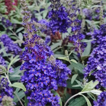 Zwerg-Schmetterlingsflieder (Buddleja davidii) BUZZ Midnight