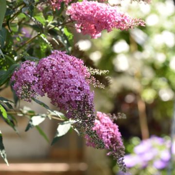 Zwerg-Schmetterlingsflieder (Buddleja davidii) Pink Cascade