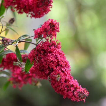 Zwerg Schmetterlingsflieder (Buddleja davidii) Prince Charming