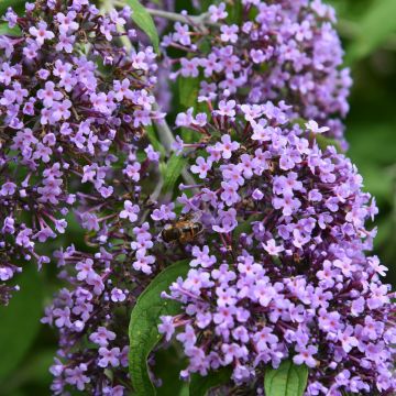 Zwerg-Schmetterlingsflieder (Buddleja davidii) Wisteria Lane