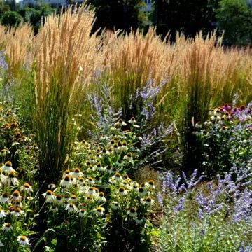 Hohes Reitgras (Calamagrostis acutiflora) Karl Foerster