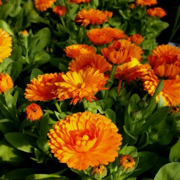 Ringelblume (Calendula) Powerdaisy Tango