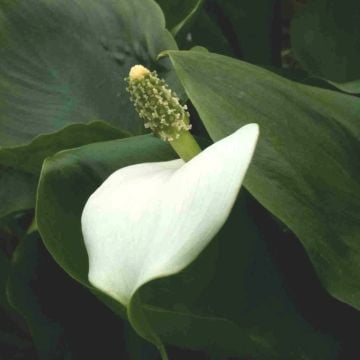 Sumpfcalla (Calla palustris) 