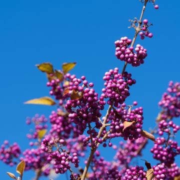 Liebesperlenstrauch Schönfrucht  (Callicarpa bodinieri) Profusion