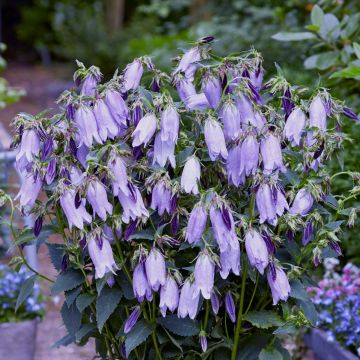 Großblütige Glockenblume (Campanula) COUNTRY BELLS Dark Blue