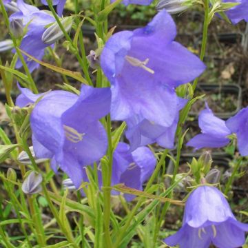 Pfirsichblättrige Glockenblume (Campanula persicifolia grandiflora) Takion Blue 