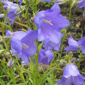 Pfirsichblättrige Glockenblume (Campanula persicifolia grandiflora) Caerulea