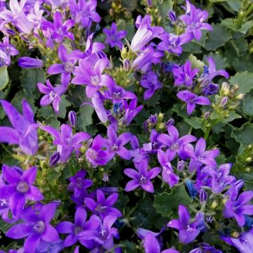 Mauerglockenblume (Campanula portenschlagiana) Catharina